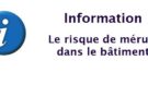 La mérule est un champignon qui se développe dans le bois pouvant provoquer des dégâts importants dans le bâtiment.